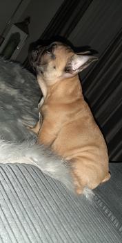Rocky, Bulldog Francés