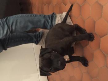 Pike, Staffordshire Bull Terrier