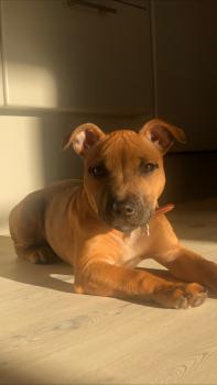 Bacon, Staffordshire Bullterrier