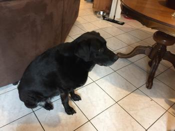 megane, Labrador Retriever