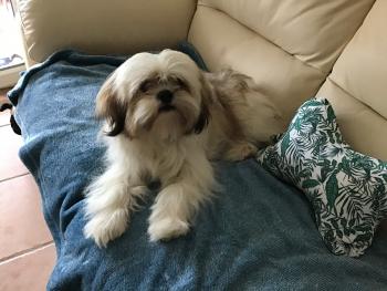 Poppy, Lhassa Apso