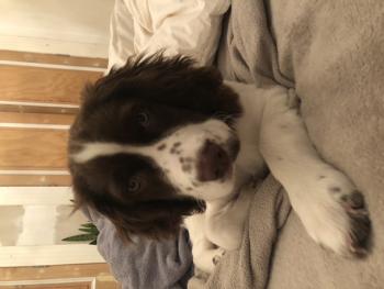 Izzy, Springer spaniel inglés