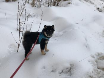 Luna, Shiba Inu Japonés