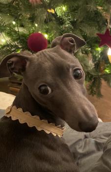 Léonard, Galgo Italiano