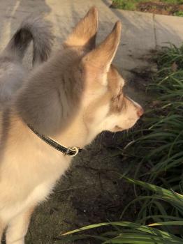 KAEL, Husky Siberiano