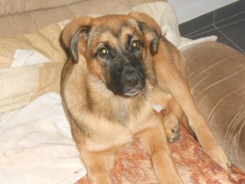 Pandora, Leonberg