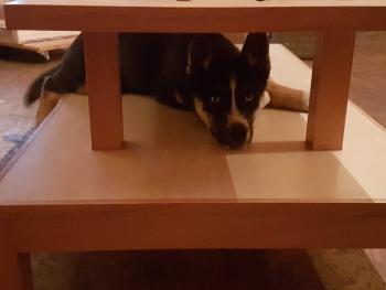 Paddy, Husky Siberiano