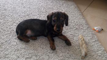 Panpan, Dachshund (Pelo Largo)