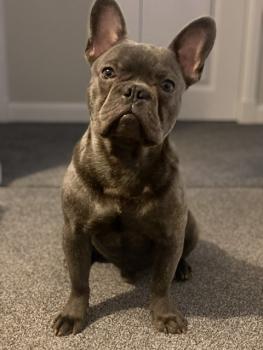 Bear, Französische Bulldogge