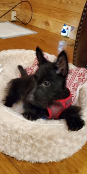 Tug, Scottish terrier