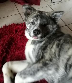 Rayleigh, Akita Japonés