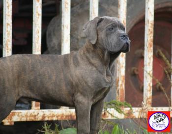 Pasha, Cane Corso