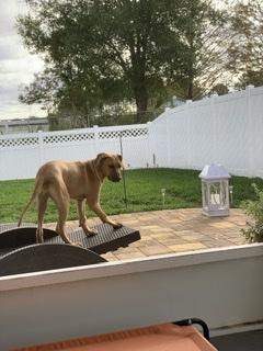 Zula, Rhodesian Ridgeback