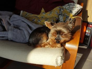Java, Yorkshire Terrier