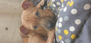 Vatos, Staffordshire Bull Terrier