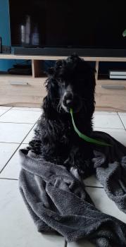 Paprika, Cocker Spaniel Inglés