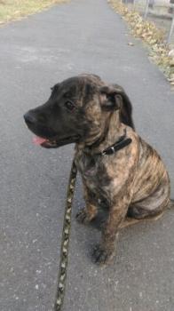 Sasha, Presa canario
