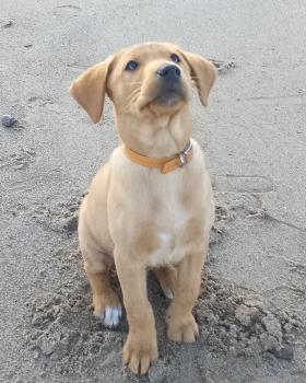 Arlo, Labrador Retriever