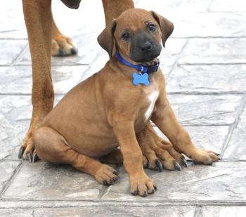 Blue, Rhodesian Ridgeback