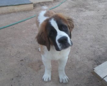 Samson, San Bernardo