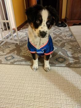Ellie Mae, Pastor Australiano