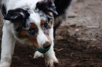 Woody, Australian Shepherd