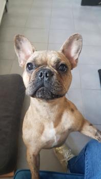 Psaya, Bulldog Francés