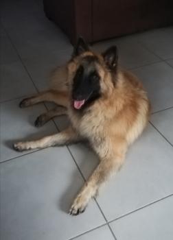 perceval, Pastor Belga