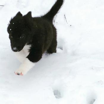 Lucie, Border Collie