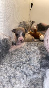 Synnfjells Adorable Arya, Whippet