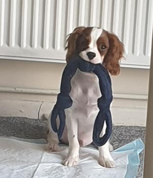 Alfie, Cavalier King Charles Spaniel