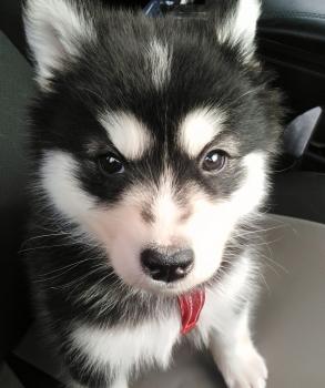 THOR, Alaskan Malamute