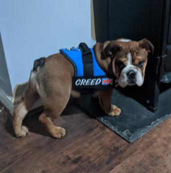 Creed, Bulldogge