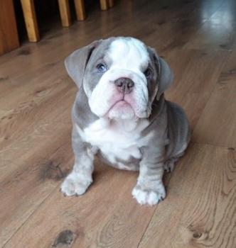 Willow, Bulldog Inglese