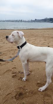 Phalco, Dogo Argentino