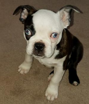Spike, Boston Terrier