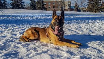 Syrus, Berger Malinois