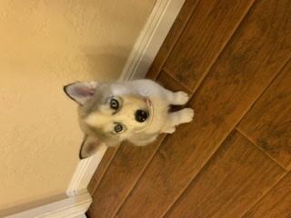 Rey, Husky Siberiano