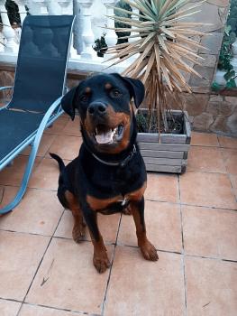DOM, Rottweiler