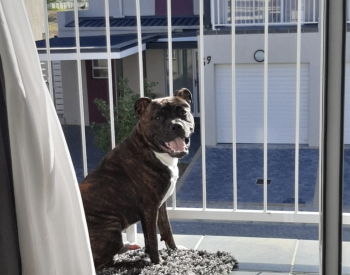 Dozer Gremlin Lourens, Staffordshire Bull Terrier