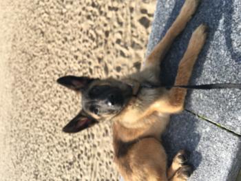 Pulsar, Pastor Belga Malinois