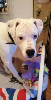 Pablo, Dogo Argentino