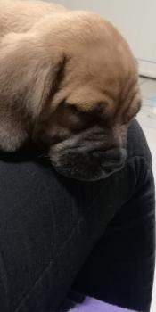 Pyrrah, Bullmastiff