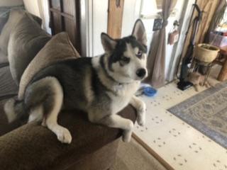 Loki, Husky Siberiano