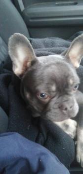 Gimli, Französische Bulldogge