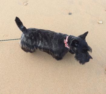 Parker, Terrier Escocés