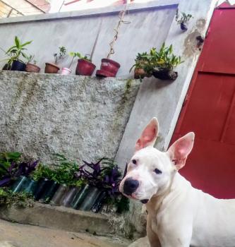 blanc, American Staffordshire Terrier