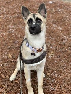 Aspen, Deutscher Schäferhund