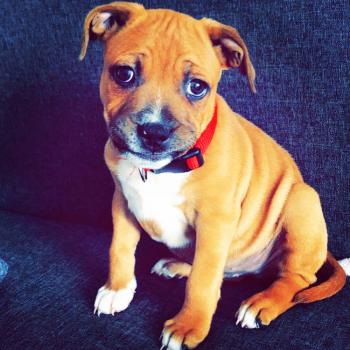 Jimy, Staffordshire Bull Terrier
