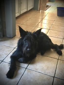 Phenris, Schnauzer Gigante